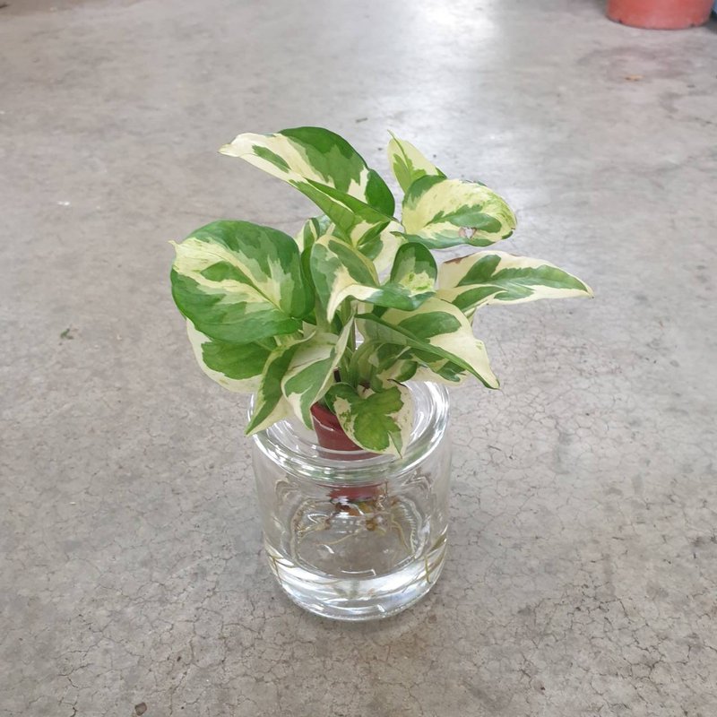 白金葛 水耕 室內盆栽 - 盆栽/植栽 - 玻璃 透明