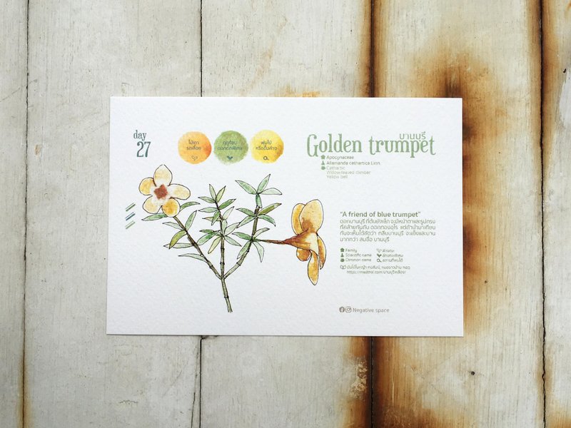 Local flowers postcard - day 27 golden trumpet - Cards & Postcards - Paper 