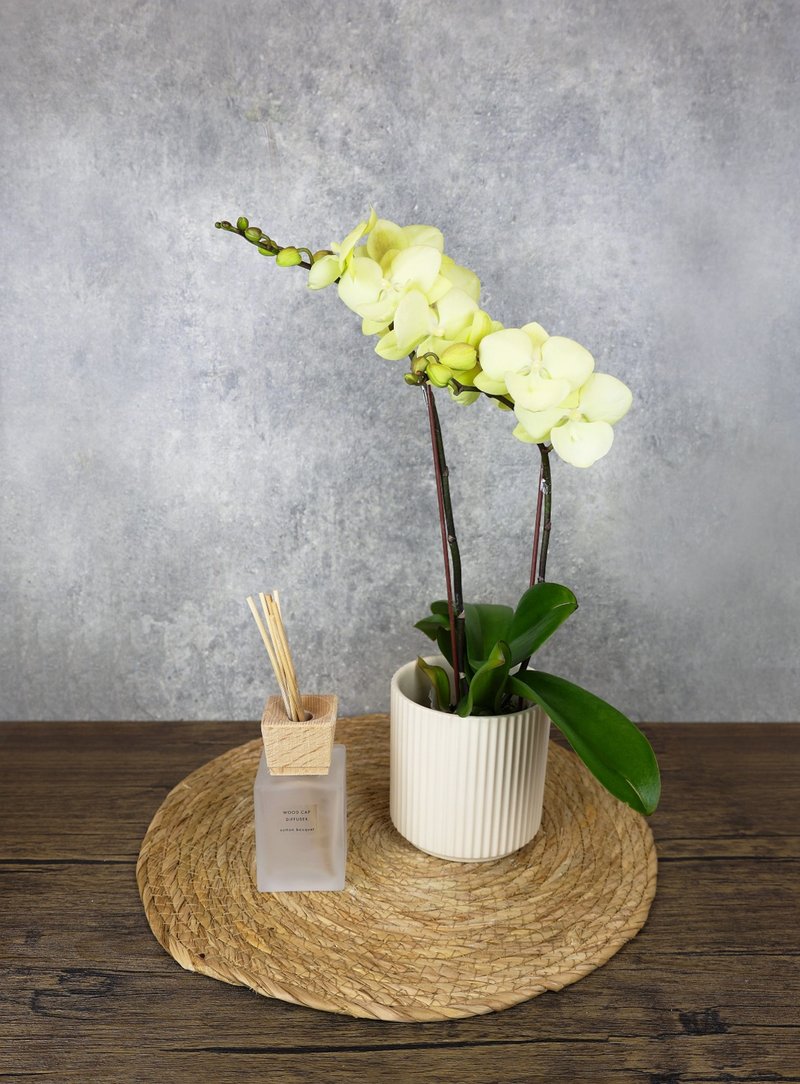 Phalaenopsis Potted Plant/Opening/Promotion/New Home Completion/Festival/Venue Decoration/Gift-Giving/Texture-Bilu Green - Plants - Plants & Flowers Green