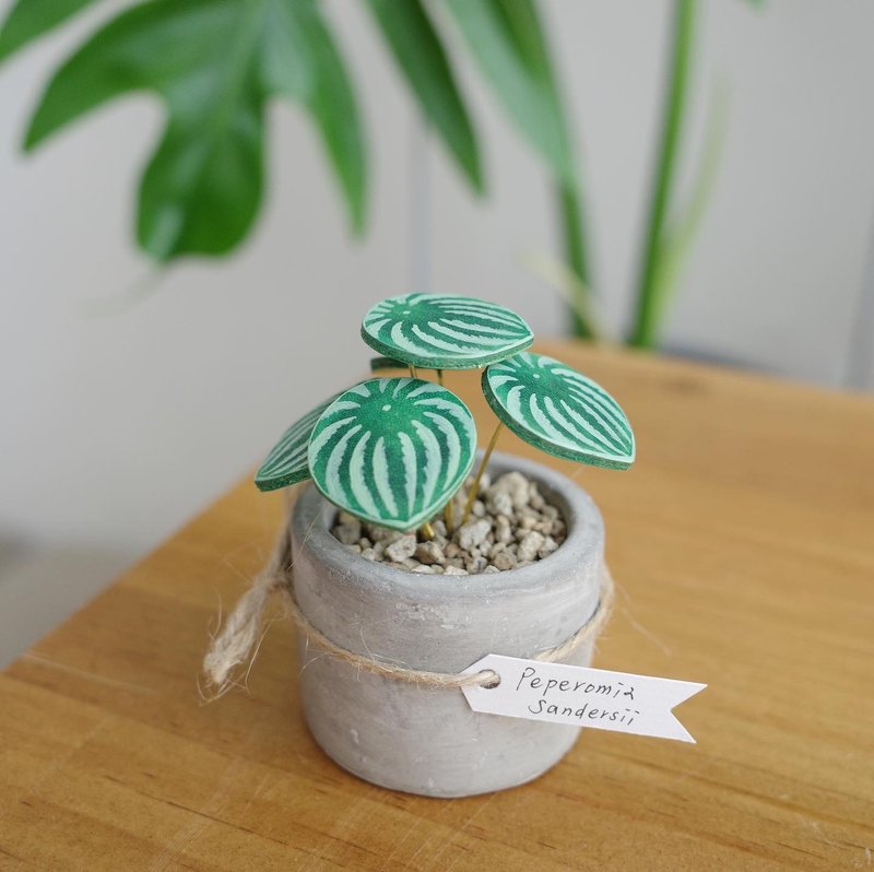 西瓜皮椒草皮革迷你盆栽(5片葉) - 植栽/盆栽 - 真皮 綠色