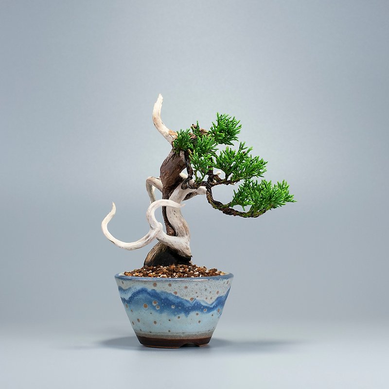 [Japanese Plants] Itoigawa Zhencypress Tea Ceremony Essay Potted Plant - Plants - Plants & Flowers 