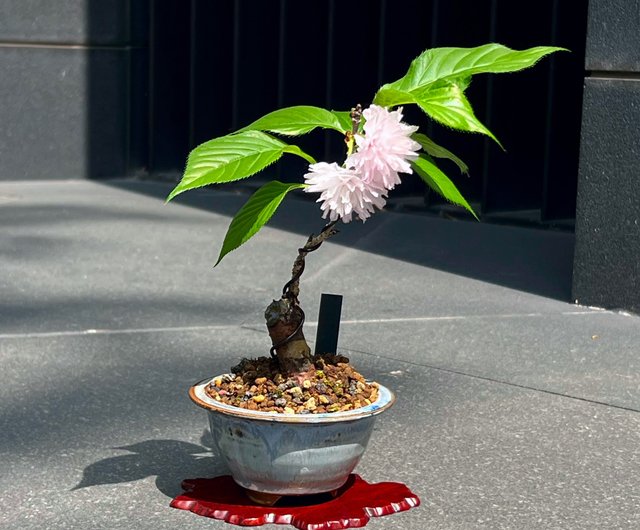 10 盆栽 小品盆栽 花台 インテリア