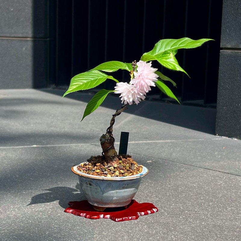 鞍馬關山櫻∣櫻花迷你盆栽 - 植栽/盆栽 - 陶 