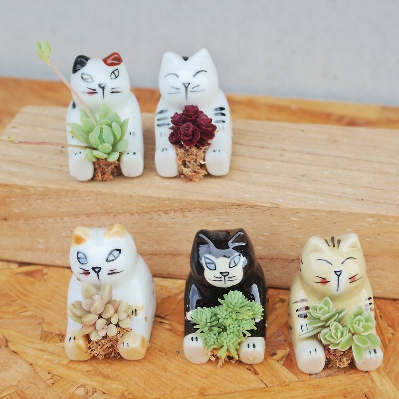 エンドウ豆多肉植物と小さな食料品_かわいいセラミック猫の植え付けの組み合わせ - 観葉植物 - 陶器 
