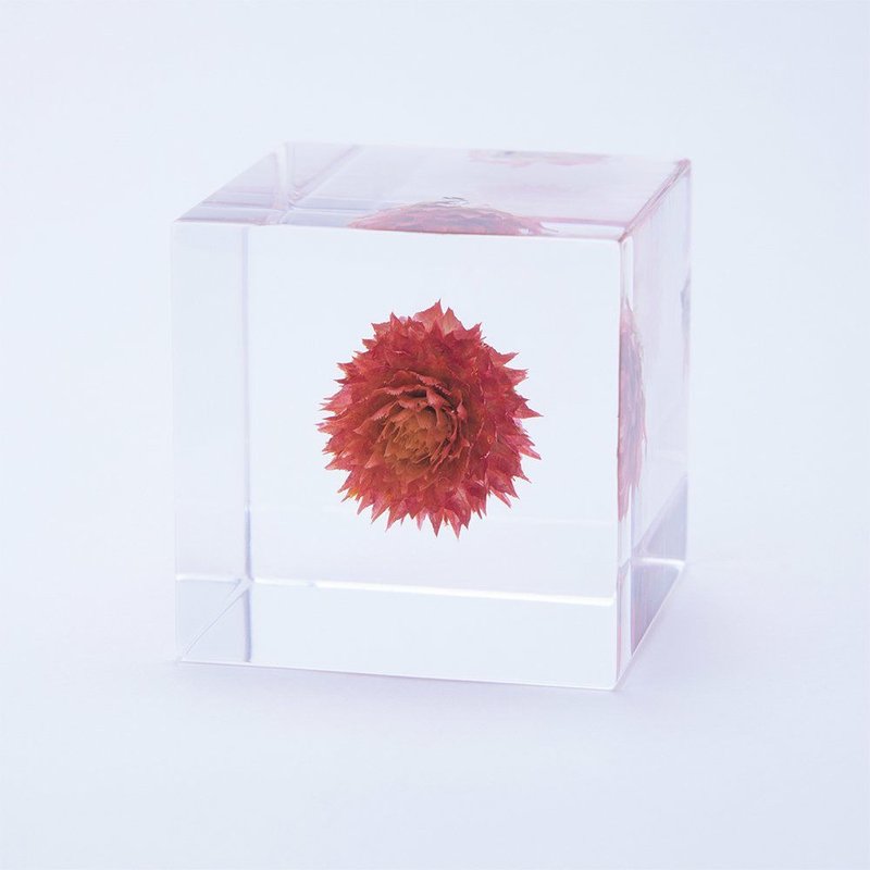 Sola cube Thousand Sun Red Cube_Protect important things - ของวางตกแต่ง - พืช/ดอกไม้ สีใส