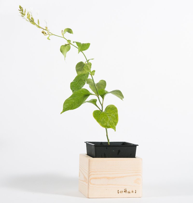 Wooden square flower pot coat [vip exclusive version] - plant sense series - give plants a warm home - เซรามิก - ไม้ 