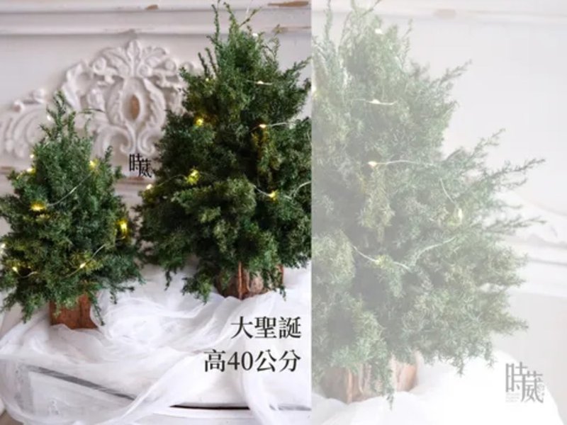 Christmas Course Big Christmas Everlasting Cedar Christmas Tree Course/Taichung Classroom - Plants & Floral Arrangement - Plants & Flowers 