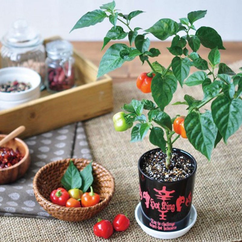 [Minor box damage] Japan limited HOT KING Xinwang cultivation set / Wana pepper - Plants - Pottery Red