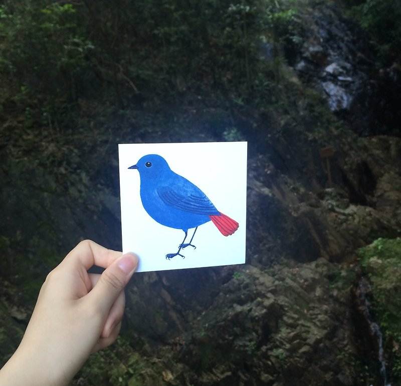 Lead color water thrush square postcard Hong Kong wild bird - การ์ด/โปสการ์ด - กระดาษ สีน้ำเงิน