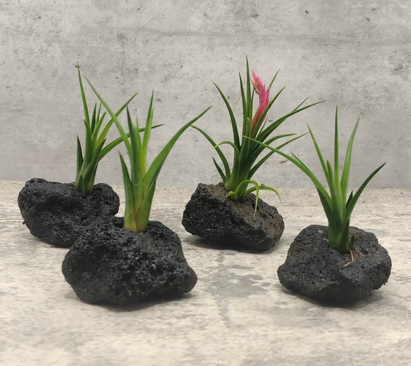 Volcanic rock air pineapple - Plants - Plants & Flowers 