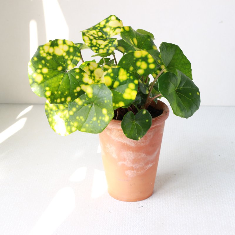 星點山菊 l 植栽 盆栽 (中盆) 室內植物 辦公室盆栽  開幕盆栽 - 盆栽/植栽 - 陶 