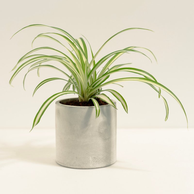 吊蘭│泥作系列│福所栽 - 盆栽/植栽 - 水泥 綠色