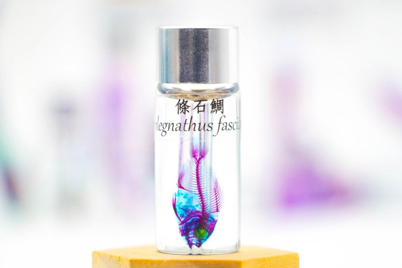 透明生物標本 - 條斑石鯛 Oplegnathus fasciatus - 擺飾/家飾品 - 玻璃 