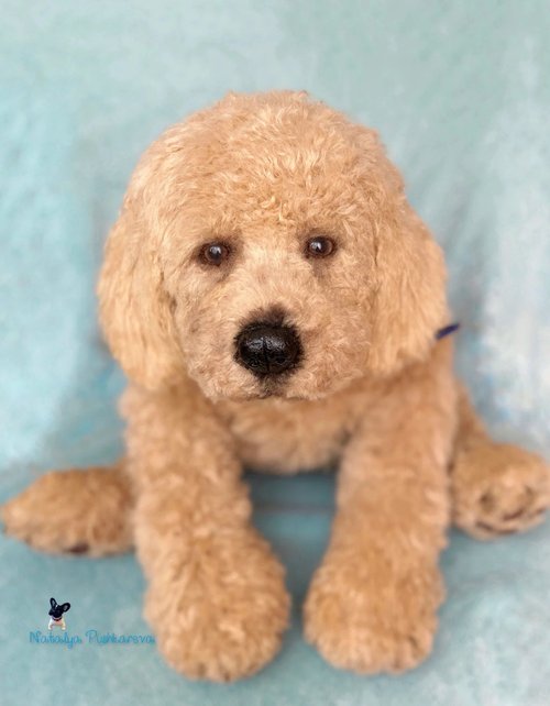 Goldendoodle stuffed outlet animal