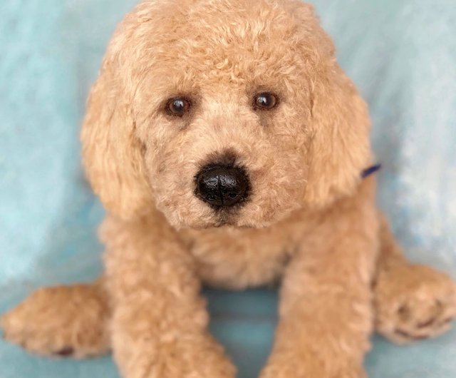 best toys for goldendoodles｜TikTok Search