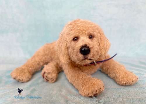 Goldendoodle puppy 2024 stuffed animal