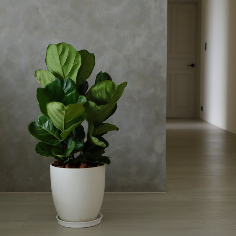 [Indoor Potted Plant] Fiddle Leaf Ficus Opening Potted Plant Opening Gift Opening Gift Housewarming Promotion Potted Plant Money Tree - Plants - Plants & Flowers Green