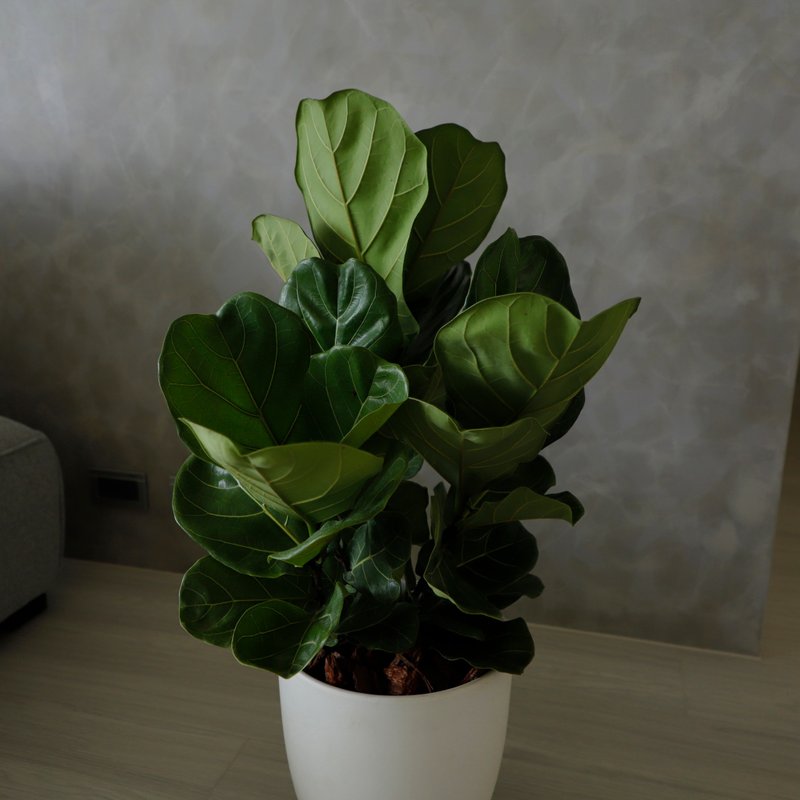 [Indoor potted plants] Fiddle-leaf fig opening potted plants opening gifts housewarming promotion potted plants fortune trees - Plants - Plants & Flowers Green