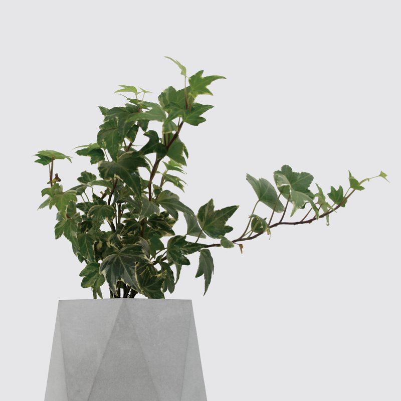 │ 水泥系列 │ 常春藤 - 防水清水模 水耕盆栽 自動喝水 - 盆栽/植栽 - 植物．花 灰色