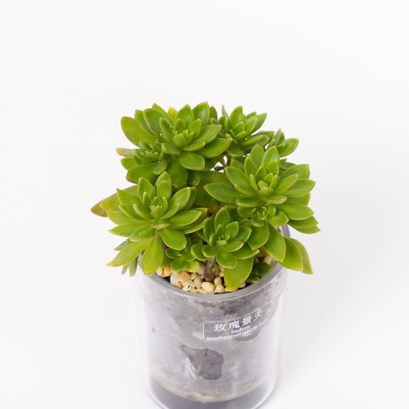 【Rose Sedum】Smart Potted Pots for Succulents | - ตกแต่งต้นไม้ - พืช/ดอกไม้ 