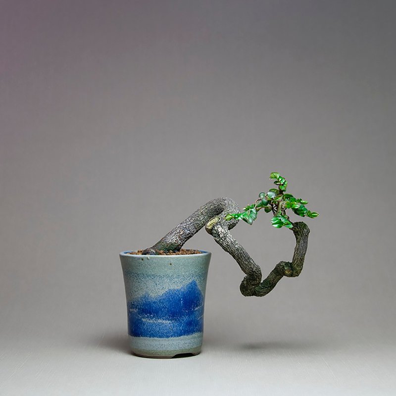 小品盆景/小葉紫檀/懸崖樹型/禪意盆景 - 盆栽/植栽 - 植物．花 