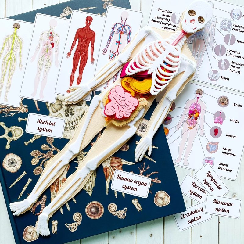 HUMAN ANATOMY. Human structure,play doctor.仿真玩偶 - Other - Other Materials Gold