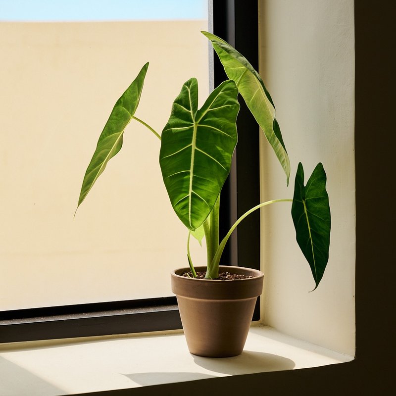絨葉觀音蓮 | 室內植栽 觀葉植物 辦公室盆栽 - 盆栽/植栽 - 植物．花 綠色