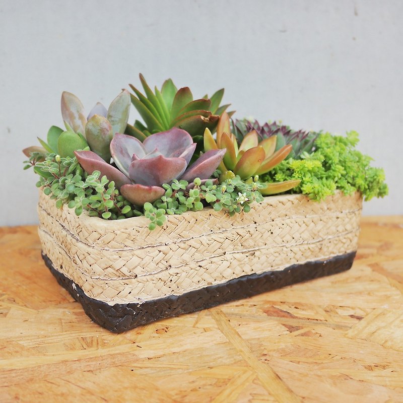Peas succulents and small groceries - bamboo braided potted plants - Plants - Cement 