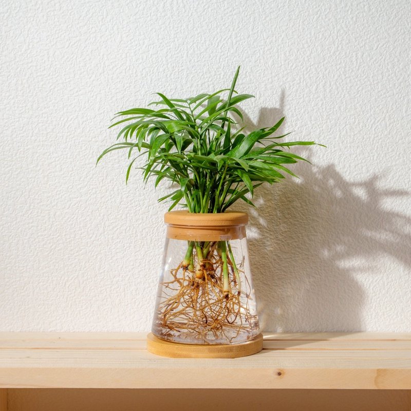 袖珍椰子 三角水耕盆栽 室內植物 觀葉植物 禮物 水培 - 盆栽/植栽 - 植物．花 透明