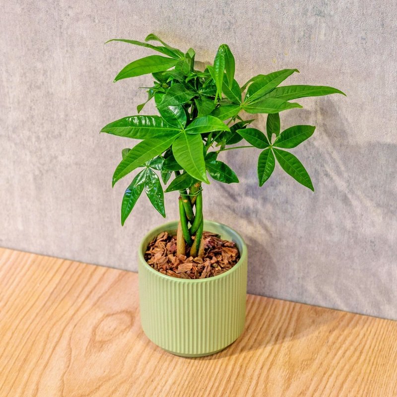 馬拉巴栗 莫蘭迪色系直紋陶盆 室內植物 觀葉植物 禮物 盆栽 - 盆栽/植栽 - 植物．花 綠色