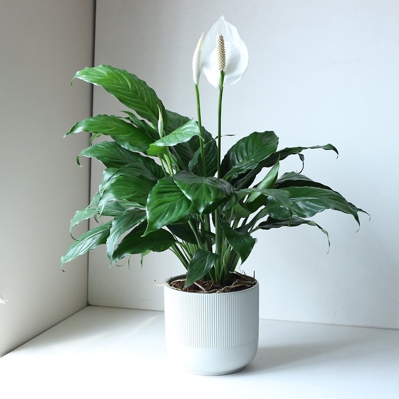 Potted plant l Spathiphyllum low-key, elegant and generous gift indoor plant office potted plant - Plants - Cement 