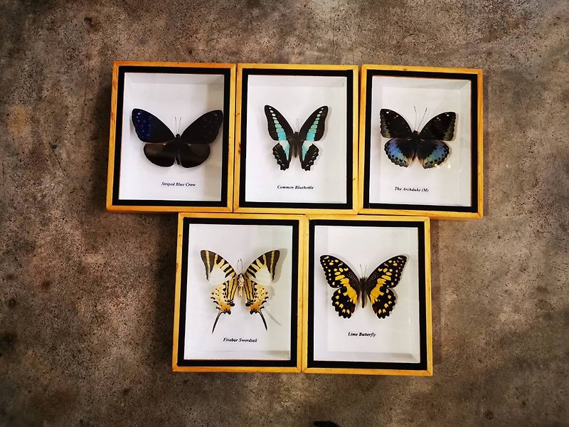 Collectibles Butterfly Beautiful Insect Taxidermy Display Wood Box Home Decor - 擺飾/家飾品 - 防水材質 咖啡色