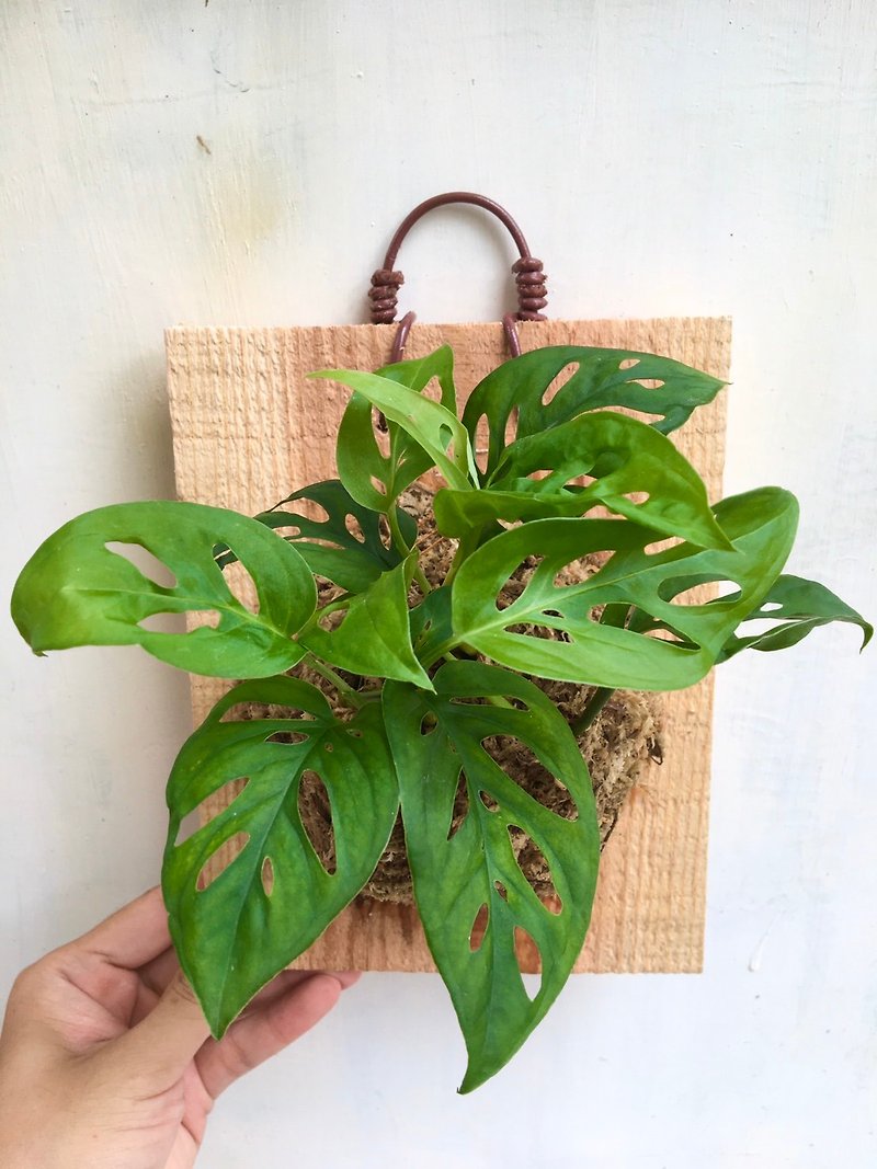 [Dongdong Philodendron] Plant on board Valentine's Day gift Birthday gift Foliage plant Indoor plant - ตกแต่งต้นไม้ - พืช/ดอกไม้ 