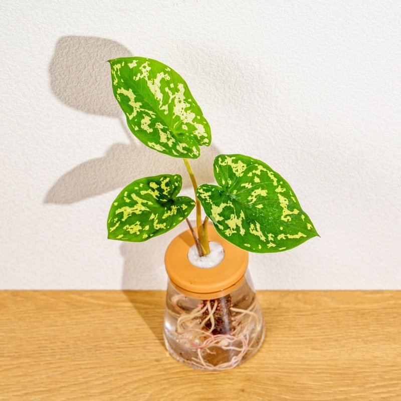 迷彩芋 三角水耕盆栽 室內植物 觀葉植物 禮物 水培 - 植栽/盆栽 - 植物．花 透明