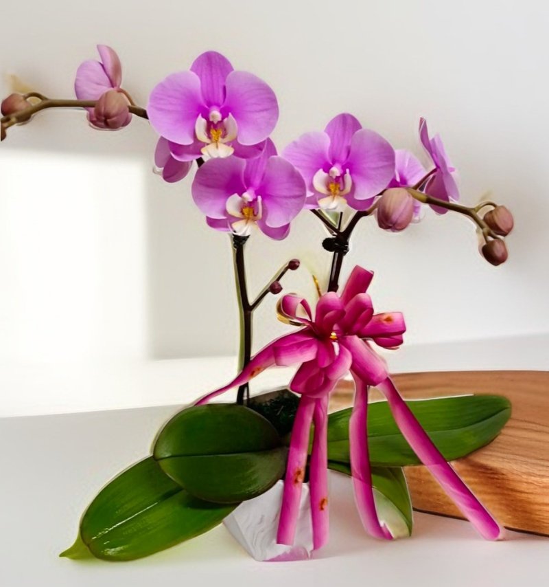 [Orchid] The first choice for opening gifts - ตกแต่งต้นไม้ - ดินเผา 