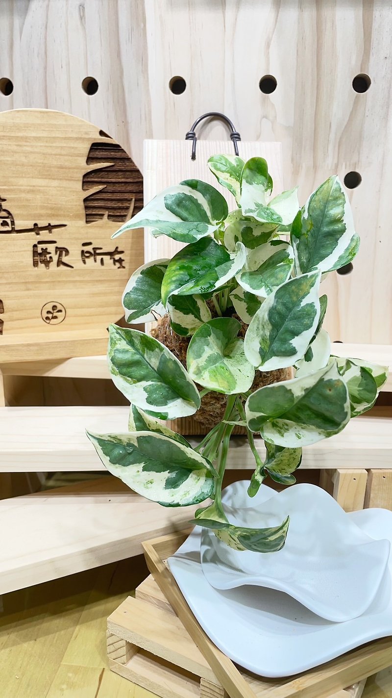 [Where the fern is planted] Platinum Ge home furnishings wall display sphagnum plants sphagnum plants on the board - ตกแต่งต้นไม้ - พืช/ดอกไม้ 