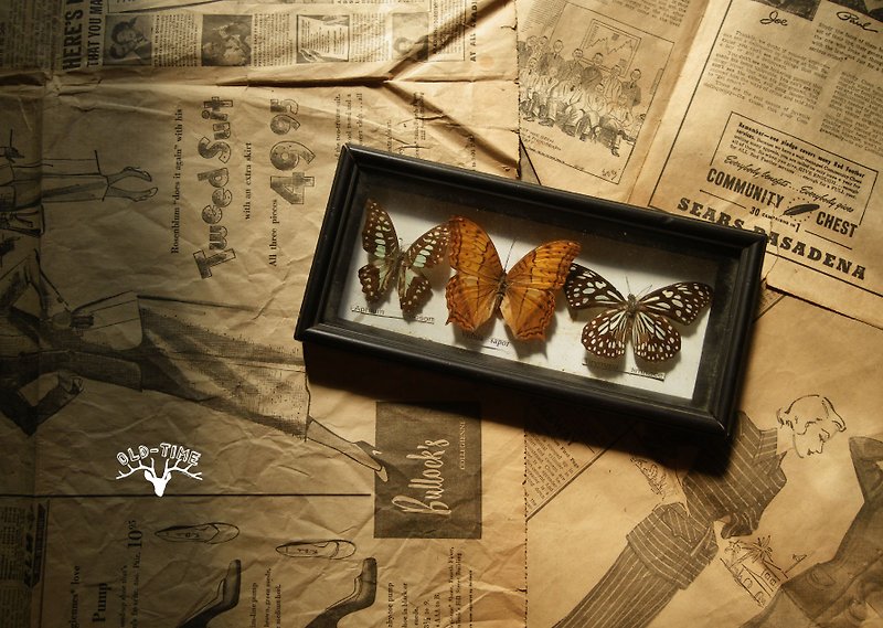 [Old Time OLD-TIME] Early Taiwanese Butterfly Specimen - ของวางตกแต่ง - วัสดุอื่นๆ หลากหลายสี