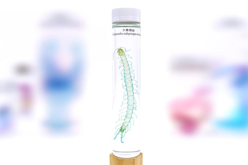 透明生物標本 - 少棘蜈蚣 Scolopendra subspinipes - 擺飾/家飾品 - 玻璃 
