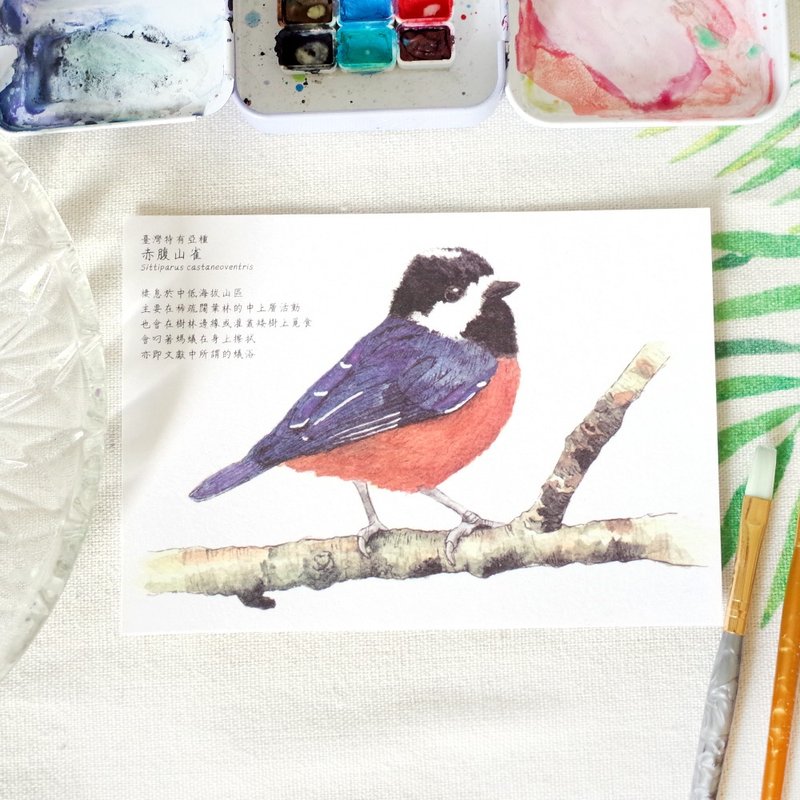 原創水彩畫明信片 臺灣特有種 赤腹山雀 - 卡片/明信片 - 紙 多色