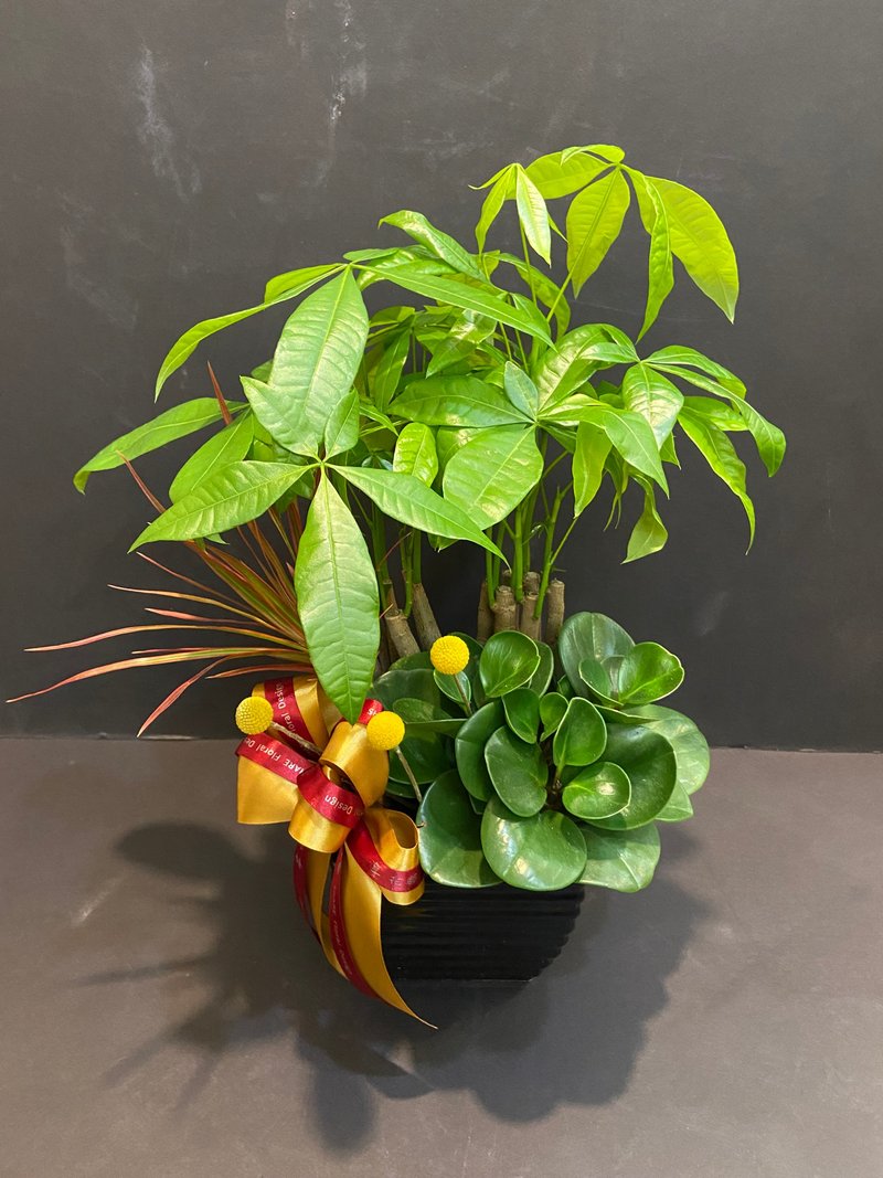 大發吉利綠植盆栽 佈置空間或送禮心意皆適宜 - 盆栽/植栽 - 植物．花 