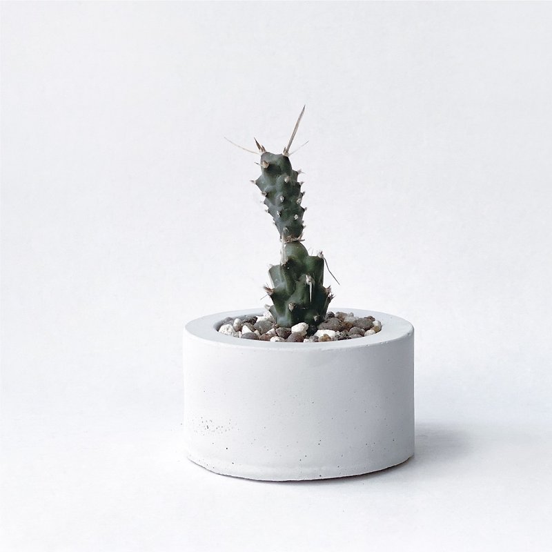 (In stock) Pure gray series | Long thorn Musashino cactus - small round pure gray Cement cactus planting