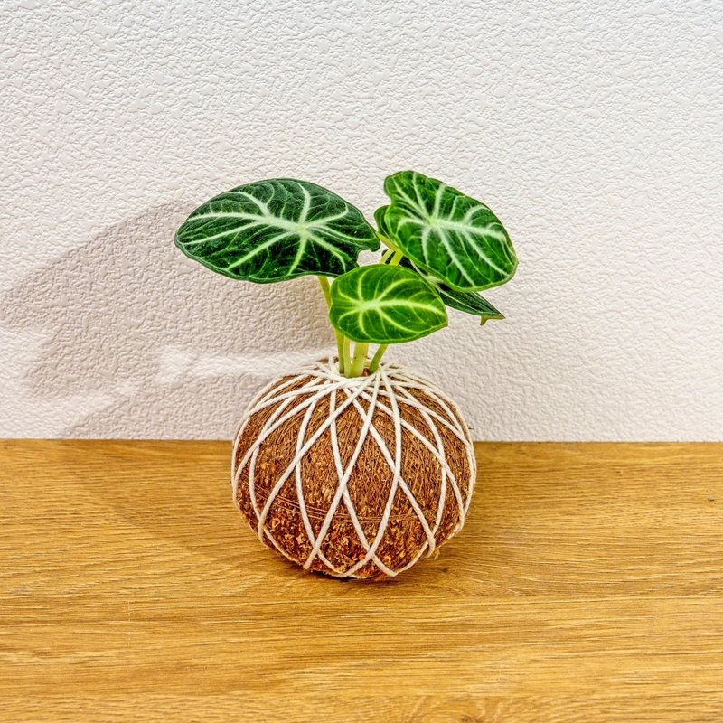 苔球植物 忍者觀音蓮苔球 苔玉 禮物 送禮 桌上盆栽 - 盆栽/植栽 - 植物．花 綠色