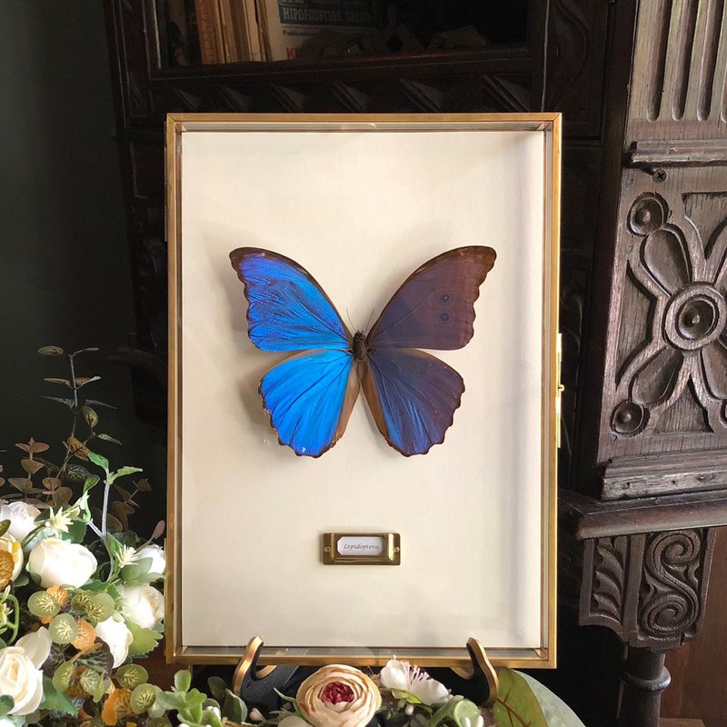 Brazil's national butterfly ∣Great Blue Morpho_Butterfly specimen - Picture Frames - Glass Multicolor