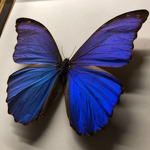 南米ブラジル蝶の宝石オブジェ ブルーモルフォ アート 飾り ...