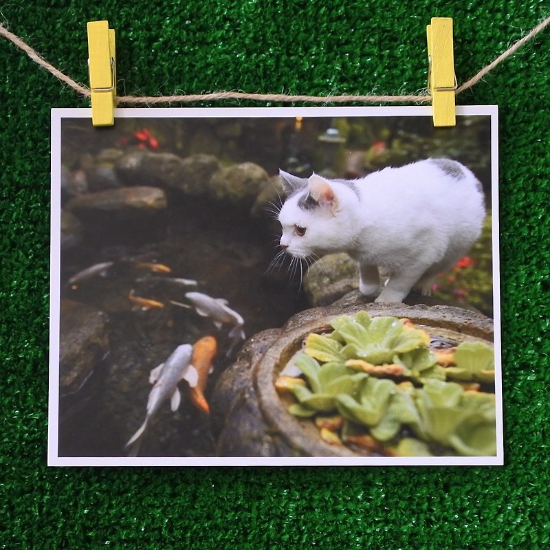 3猫屋猫写真ポストカード（写真：猫夫人）-透けて見たい - カード・はがき - 紙 