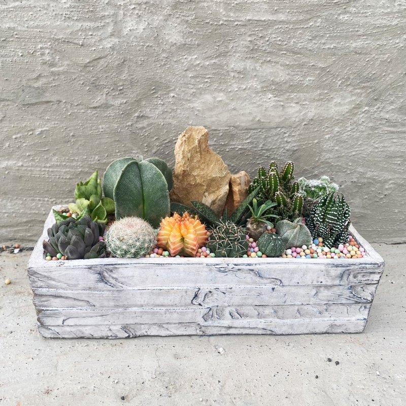 【荳荳多肉】【仿木紋石水泥開幕誌慶送禮盆】喬遷│送禮│升遷│ - 盆栽/植栽 - 植物．花 