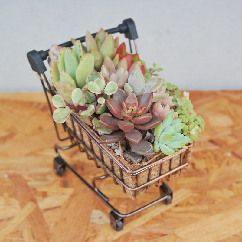 Doudou succulents and small groceries - cute shopping cart succulent plant combination