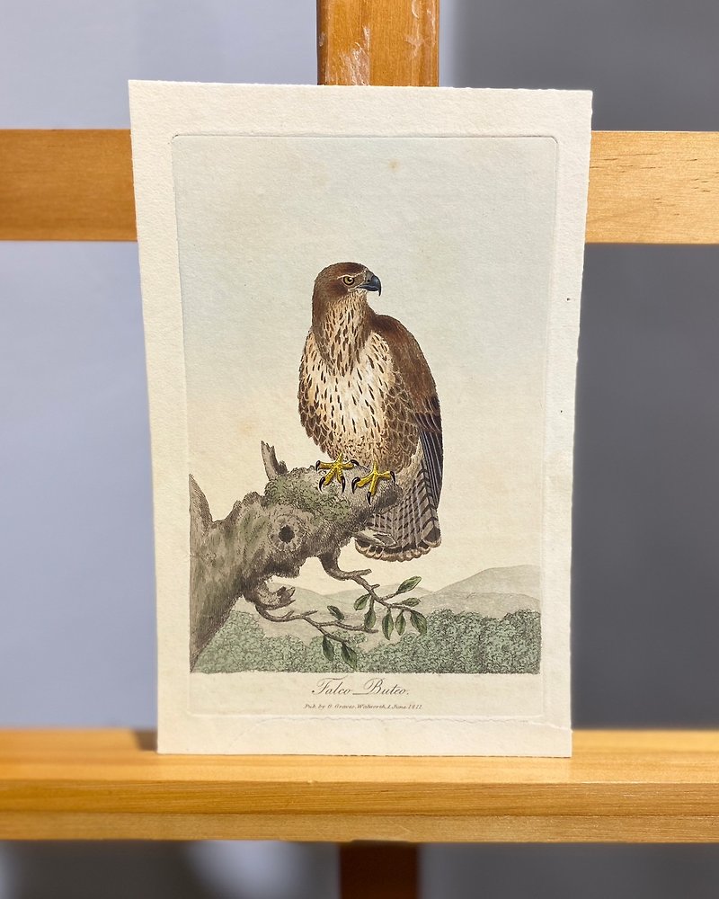 1811 George Graves British Ornithology - Eurasian buzzard - Etching hand drawn and colored Etching - โปสเตอร์ - กระดาษ สีนำ้ตาล