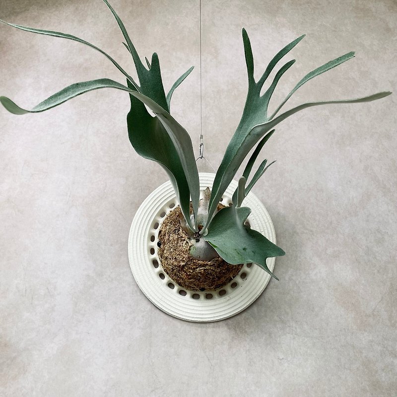 Star Valley Light Forest Star Stone L Beige Staghorn Cement Cement Board - Pottery & Ceramics - Cement 
