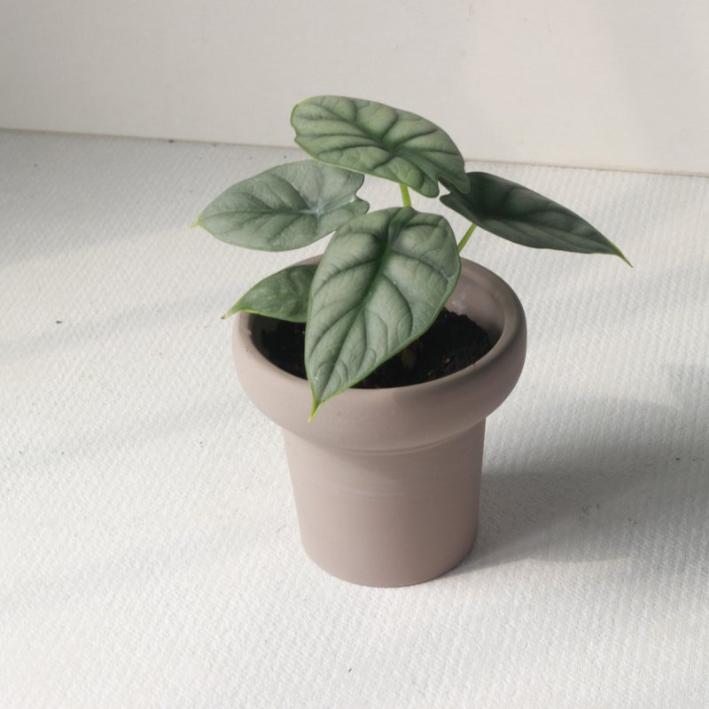 植栽 盆栽 l 銀龍觀音蓮 冰淇淋杯盆器  療癒立體銀色葉片 散光 - 植栽/盆栽 - 陶 